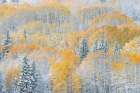 USA, Colorado, Gunnison National Forest. Snow-covered forest in autumn. Art Print